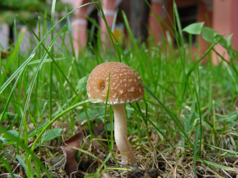 Giro nelle aiuole di medicina seconda parte